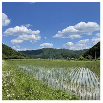 ふるさと納税 丹波篠山市 丹波篠山産特別栽培米コシヒカリ5kg×4