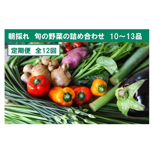 ふるさと納税 高知県 土佐市 『定期便』全12回旬の野菜詰め合わせ10〜13品目