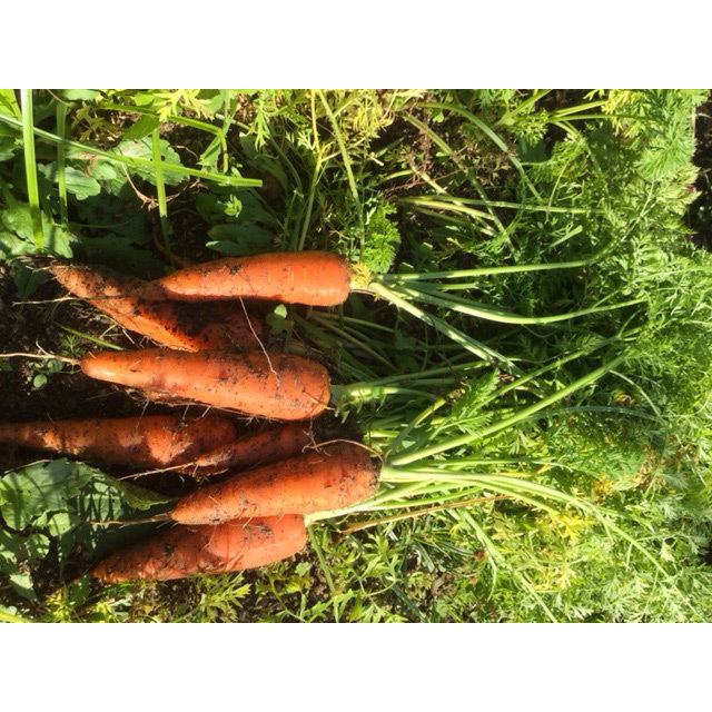 自然耕房あおき 自然そのままに育った野菜と天日干し米のギフト