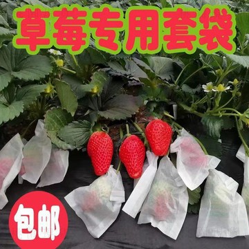 116現貸隔日達💥草莓套袋半透明蠟袋大櫻桃專用袋車釐子西梅無花果防雨防水保護袋