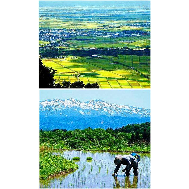 精米新潟県産 白米 岩船産コシヒカリ 10kg