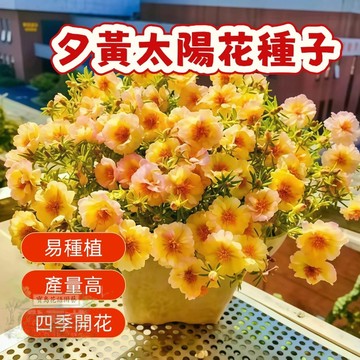 🌹  夕黃太陽花種子  四季種植 稀有重瓣 四季播種松葉牡丹易活開花不斷室內外陽臺種植 觀賞花卉種子 超低價