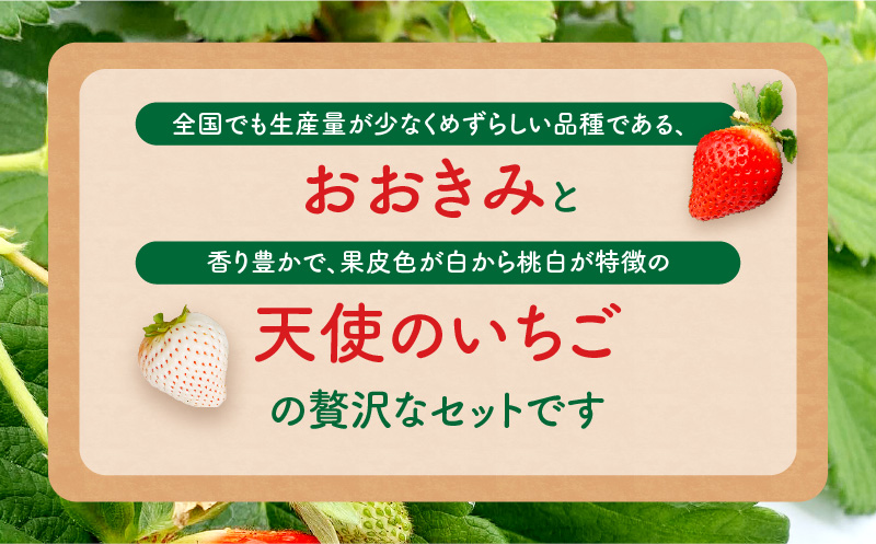 期間・数量限定 宮崎県産 イチゴ 幸せの紅白いちごセット おおきみ天使のいちご 大サイズ2パック(16粒～18粒程度)_M260-010