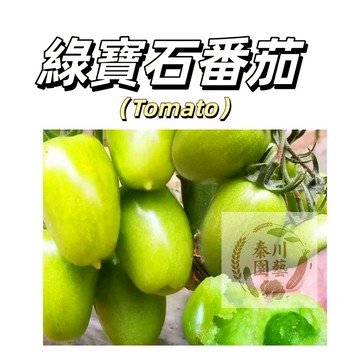 嘉義現貨（綠寶石番茄種子FQ-40）水果番茄綠色大果西紅柿生吃多年生盆栽地栽果菜蔬菜種子#tomato