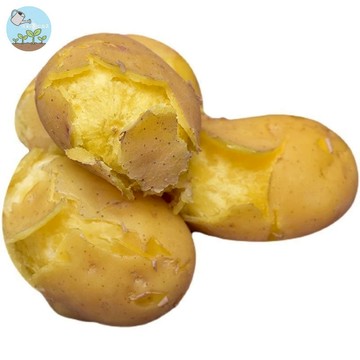 🥔 馬鈴薯種子 （洋芋）  抗病高產 陽台盆栽  家庭種植 自種安心 食用觀賞 育種玩家必備 實驗教育
