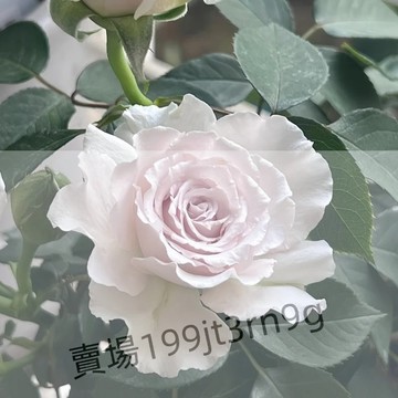 現貨🌹【澄空月季種子】（250粒）包對版 今年新種 現貨速發 多年生玫瑰種子  多頭豐花濃香 庭院陽台室內外盆栽花卉種籽