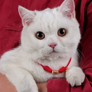 【Fur U】新年紅繩領結 開運萌萌結－爆富&平安2入組