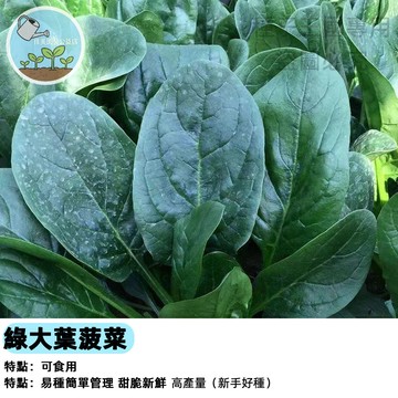 綠大葉菠菜種子 臺灣菠菜 不結籽品種 深綠蔬菜種子 快收型 四季可播 家庭菜園 陽台盆栽 種植套裝 新手推薦