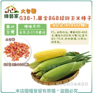 大包裝G38-1.黃金868超甜玉米種子60克(約400顆)(有藥劑處理)籽粒飽滿，口感佳， 甜度高【綠藝家】