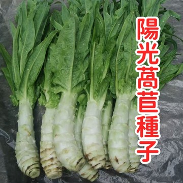 臺灣陽光萵苣  種籽 生菜苗 快發陽台盆栽四季可播 脆嫩爽口 家庭菜園 新手好種 直播免育苗 自種無農藥蔬菜