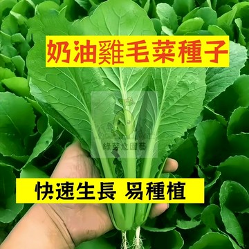 🌱早熟高產 🥬奶油雞毛菜種子JMC-3 不挑土壤 撒籽就活生長勢強 小白菜 抗病性強 易種植田栽庭院盆栽蔬菜種子