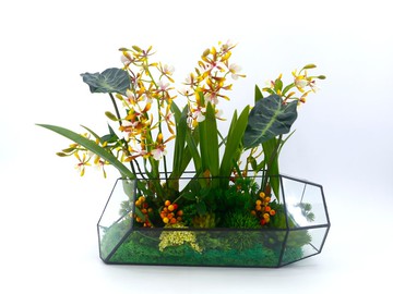 咖啡文心蘭溫室玻璃生態 免運專人配送限雙北市 其餘地區需補運費