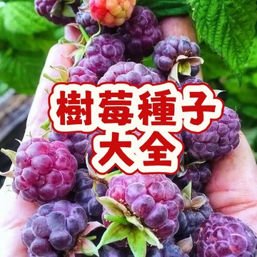 次日達-【樹莓種子大全（1元1粒種子）】當季新籽  營養豐富 香味濃郁 結果爆盆 陽台庭院盆栽 新手易種植#超優惠