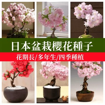 日本櫻花種子 八重櫻 山櫻花 緋寒櫻 櫻花盆栽種子 景觀造園樹苗 日式庭園造景 開花樹木 觀賞花木 種子盆栽DIY