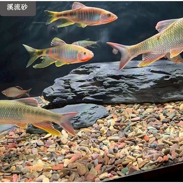 川藏沙 底沙 溪流沙 魚缸底沙 魚缸沙 魚缸造景 天然底沙 天然沙 造景 魚缸設備 魚缸用品 水族設備 水族造景