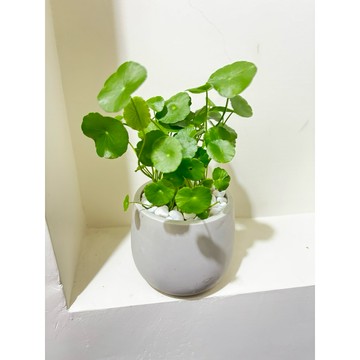 ☘️銅錢草☘️水族名「香菇草」、風水植物