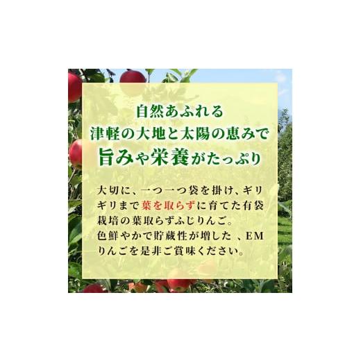 ふるさと納税 青森県 弘前市 4月発送 贈答用 EM葉取らずふじ 約5kg（有袋栽培・CA貯蔵）