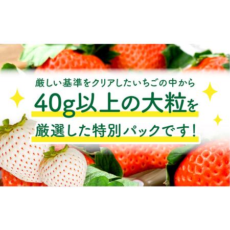 ふるさと納税 宮崎県産 イチゴ 幸せの紅白いちごセット おおきみ天使のいちご 大サイズ1パック(8粒〜9粒程度) いちご 苺 果物 期間・数量限.. 宮崎県宮崎市