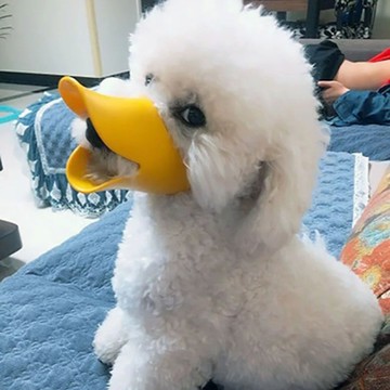 🐶防亂吃神器！狗狗嘴套外出散步更安心✨透氣舒適防撿食✅可調節頭圍～泰迪柯基皆適用｜蝦皮熱銷NO.1