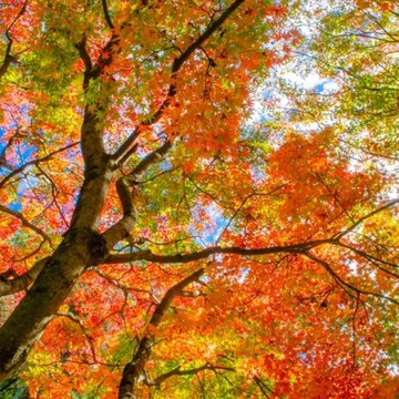 漫遊四季福壽山農場之美.武陵農場山嵐風光.入住福壽山農場二日_25TMWUXFUB