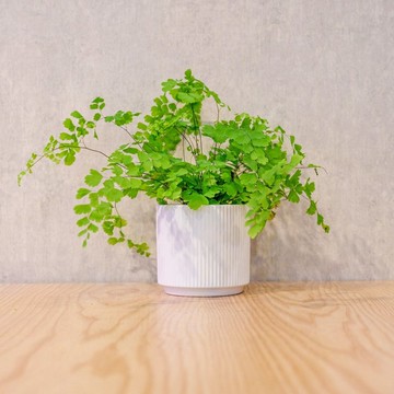 鐵線蕨 莫蘭迪色系直紋陶盆 室內植物 觀葉植物 禮物 盆栽