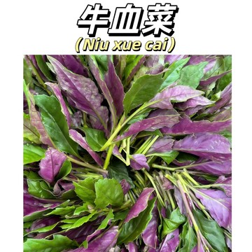【台灣現貨】牛血菜（紅莧菜）種子｜炒麻油 煮湯超對味｜25天快收 陽台可種 新手易種 食用蔬菜種子#葉菜類