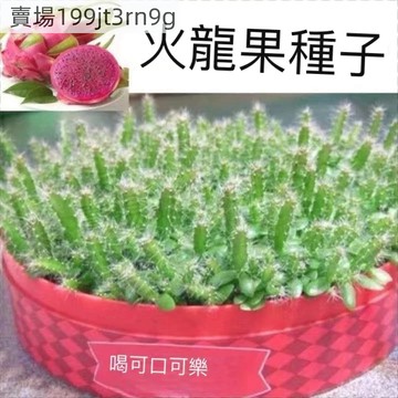 現貨火龍果種子（500粒）四季高產 紅皮紅心火龍果 黃皮白心 多款火龍果種子 超高發芽率 口感豐富