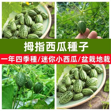 台灣現貨 拇指西瓜種子 盆栽陽台種植 迷你水果 新奇趣味 可食用 盆栽 家庭園藝 特色小品 春播種子 居家綠化 新手友善