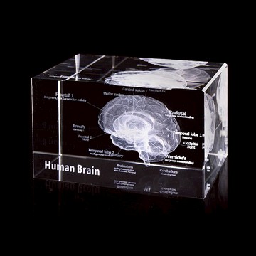 透視大腦水晶紙鎮