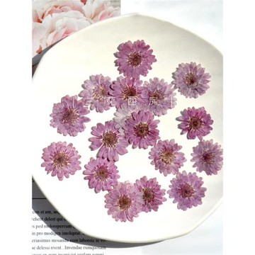 小紫菊干花押花植物標本 真花相框臺燈滴膠干花手機殼diy手工材料