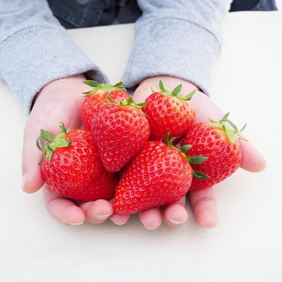 お歳暮 ギフト 2023 愛知県産 よつぼし いちご 4パック 計約1.0kg いちご 苺 セット 愛媛 グルメ 詰合せ 贈答品