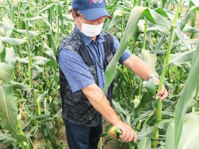 大地の恵み「とうもろこし（ホワイト）」7本