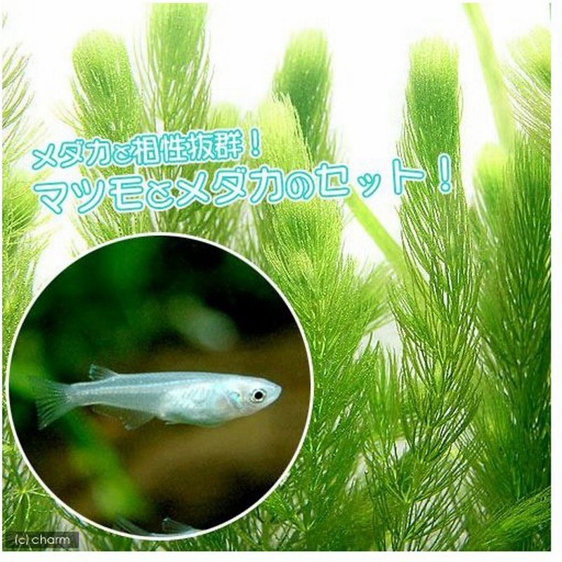 めだか 水草 青メダカ初心者セット 青メダカ ６匹 マツモ 無農薬 ５本 北海道 九州航空便要保温 通販 Lineポイント最大0 5 Get Lineショッピング