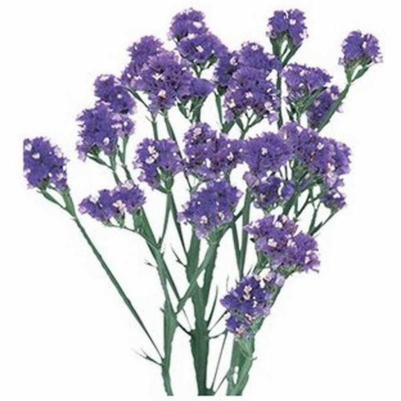 メーカー直送】 1袋 種 100mg スカイブルー 花たね スターチス 花