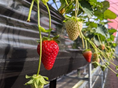 いちご好きのためのいちご 奈良県ブランドいちご 「古都華（ことか）」2024年3月発送   奈良県広陵町の大人気フルーツ冬の味覚の苺 先行予約   いちご イチゴ 苺