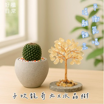 【好植日常】｜好植日常｜送禮綠植水晶樹兩件組｜多肉子吹奇龍丸 × 水晶樹-平衡氣場、遠離雜念，招好運不招惹