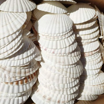 天然大貝殼白色扇貝殼彩繪畫畫涂鴉貝殼diy小貝殼燒烤用扇貝殼