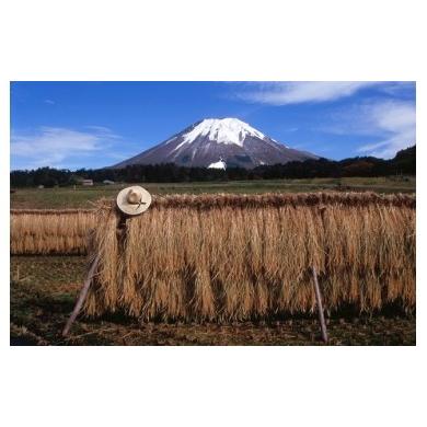 ふるさと納税 鳥取県 伯耆町 A114伯耆町産米　１０kｇ×３回