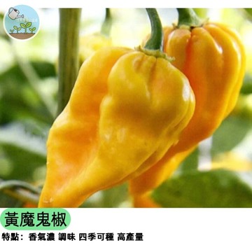 🌶️【辣度破表】黃魔鬼椒種子 超級辣椒 料理提味必備 高產易種 陽台盆栽可種 泰式/泡菜/辣椒醬專用 驅蟲植物