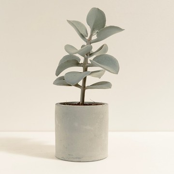 銀之太鼓│泥作系列│福所栽