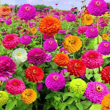 【🌼百日菊種子】百日草/節節高/魚尾菊 新手易種 陽台盆栽 庭院花海 步步高 花期超長 打造繽紛花境 適應力強 當年開花