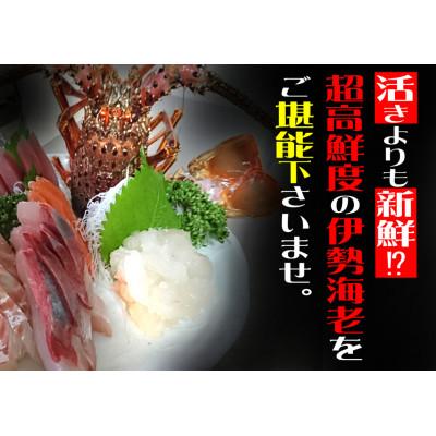 ふるさと納税 東洋町 年末年始用!活き〆伊勢海老600g前後(1〜3尾)天然高知県産(誰でも簡単説明書付き)