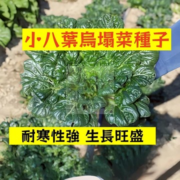 🌱早熟高產 🥬小八葉塌菜種子WTC-4 生長快速 再長型 塔菇菜 黑菜 塌棵菜 抗病性強 四季易種植田栽庭院盆栽蔬菜種子
