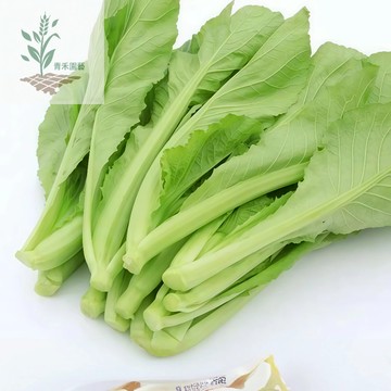 青禾園藝（四季甜春菜種子）潮汕大葉農家自留種春菜 四季薄~生長快30天收成耐高溫大青梗蔬菜種子