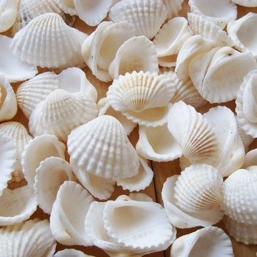 ⚡臺灣出貨⚡天然白色貝殼材料地中海手工diy地臺打孔海螺雪貝家居裝飾牆貼