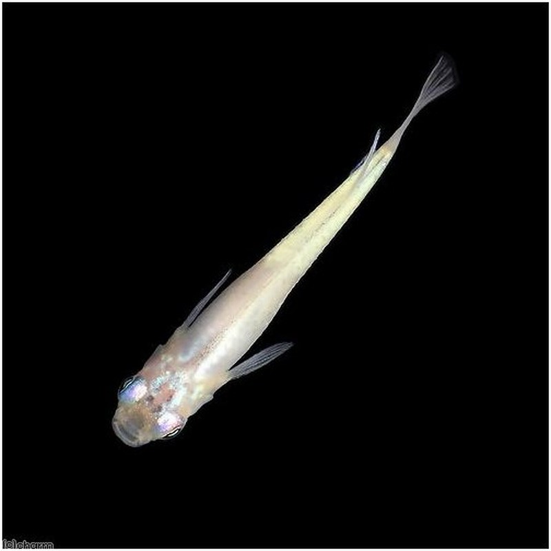 めだか 幹之メダカ みゆきめだか 体内光タイプ １匹 通販 Lineポイント最大0 5 Get Lineショッピング