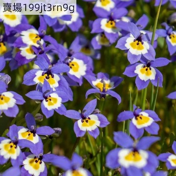現貨🌼【加州小鈴鐺種子】🌼（250粒）四季懶人花卉種子  盆栽庭院花海種子 清香型花 四季開花 簡單好種植 撒下即活