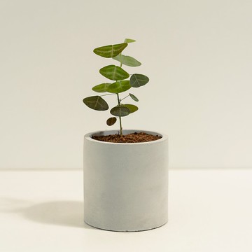 飛機草│泥作系列│福所栽