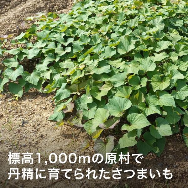 数量限定 さつまいも各種 3kg 長野県原村産 日達農園