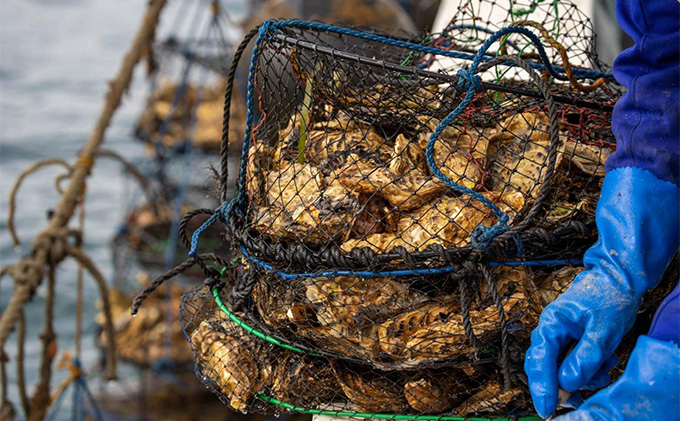 北海道 オホーツク サロマ湖産 殻付きカキ 生食可 8kg 牡蠣職人厳選